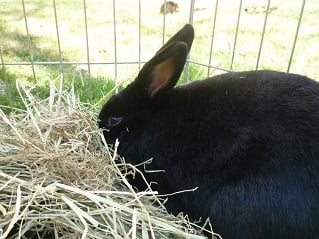 Hay For Rabbits